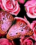 pic for Rose Butterfly